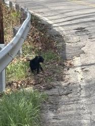 Found/Stray Unknown Dog last seen Elicker Road, Plum, PA 15239