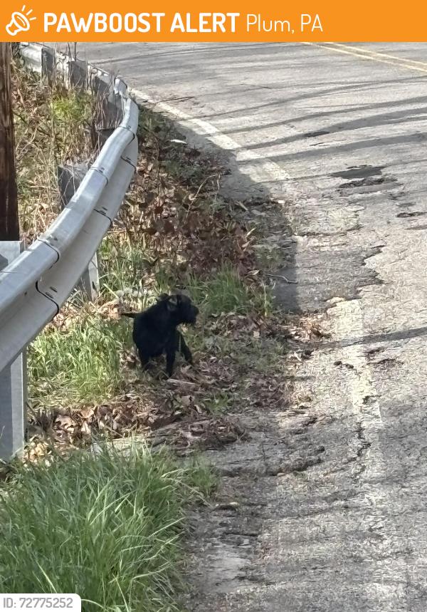 Found/Stray Unknown Dog last seen Elicker Road, Plum, PA 15239
