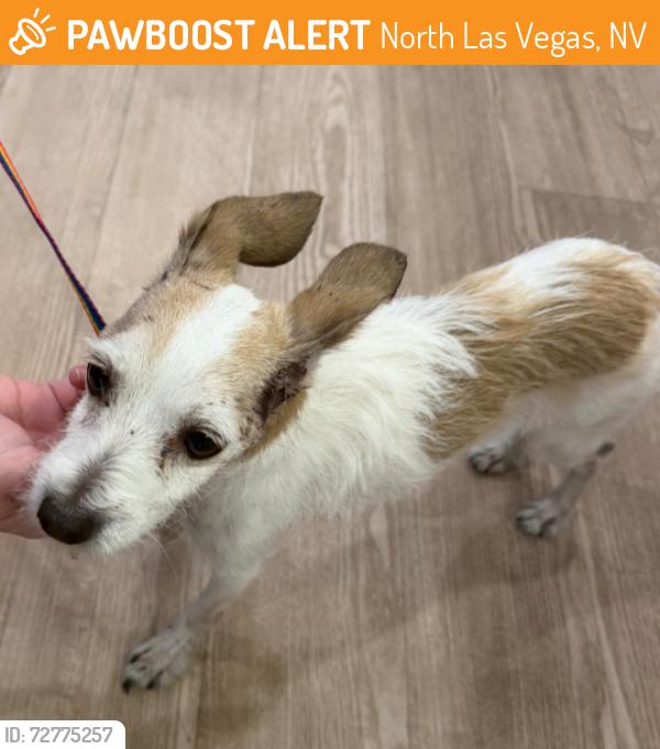 Found/Stray Female Dog last seen Revere & Carey 89030, North Las Vegas, NV 89030