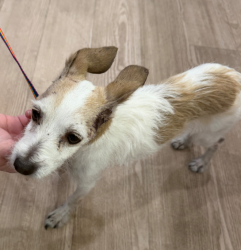 Found/Stray Female Dog last seen Revere & Carey 89030, North Las Vegas, NV 89030