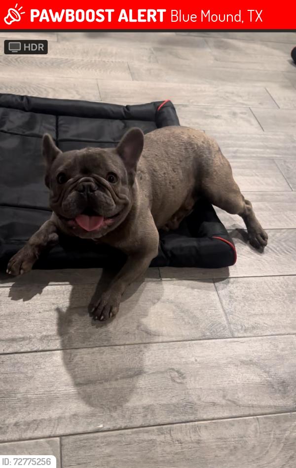 Lost Male Dog last seen Near Fagan Dr , Blue Mound, TX 76131