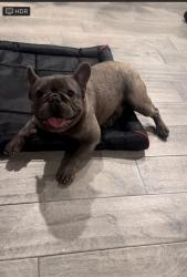 Lost Male Dog last seen Near Fagan Dr , Blue Mound, TX 76131