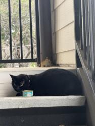 Found/Stray Unknown Cat last seen Axis Hamilton apmt, San Antonio, TX 78229