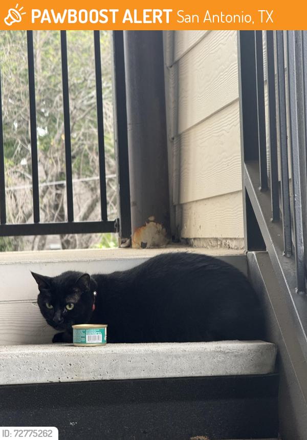 Found/Stray Unknown Cat last seen Axis Hamilton apmt, San Antonio, TX 78229