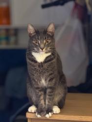 Lost Male Cat last seen Near 80 St woodhaven , Queens, NY 11421