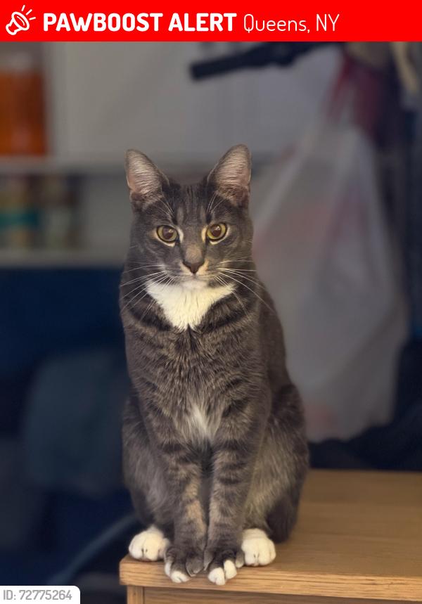 Lost Male Cat last seen Near 80 St woodhaven , Queens, NY 11421