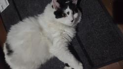 Lost Male Cat last seen Calle la Veta, Camino Capistrano,  Camino Mira Costa Park, Camino Estrella , San Clemente, CA 92672