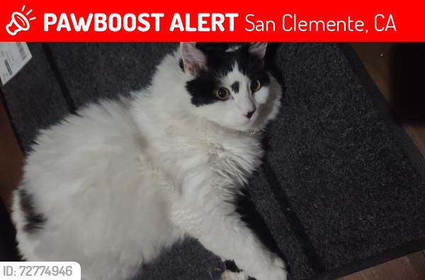 Lost Male Cat last seen Calle la Veta, Camino Capistrano,  Camino Mira Costa Park, Camino Estrella , San Clemente, CA 92672