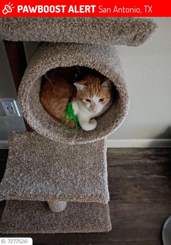 Lost Male Cat last seen Near Thousand Oaks Drive, San Antonio, TX 78232