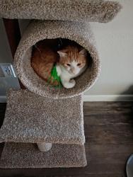Lost Male Cat last seen Near Thousand Oaks Drive, San Antonio, TX 78232