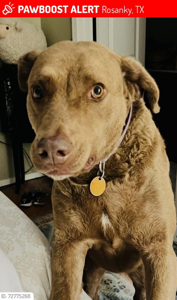 Lost Female Dog last seen 304/Peach Creek, Rosanky, TX 78953