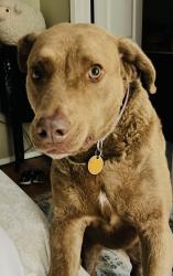 Lost Female Dog last seen 304/Peach Creek, Rosanky, TX 78953