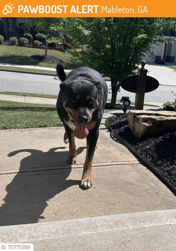 Found/Stray Male Dog last seen Hurt Road, Mableton, GA 30008