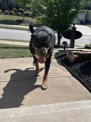 Found/Stray Male Dog last seen Hurt Road, Mableton, GA 30008