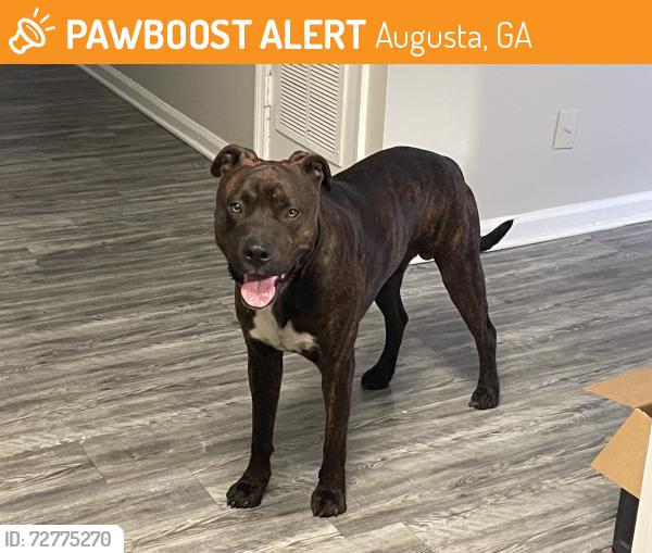 Found/Stray Male Dog last seen Little ceasers by wrightsboro rd , Augusta, GA 30909