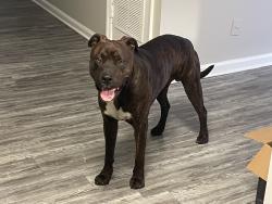 Found/Stray Male Dog last seen Little ceasers by wrightsboro rd , Augusta, GA 30909