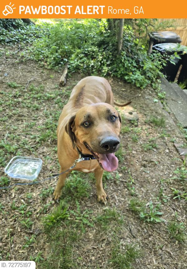Found/Stray Male Dog last seen Maple Ave, Rome, GA 30161