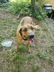 Found/Stray Male Dog last seen Maple Ave, Rome, GA 30161