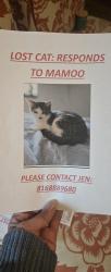 Lost Female Cat last seen 48th terr and wallace, Kansas City, MO 64136