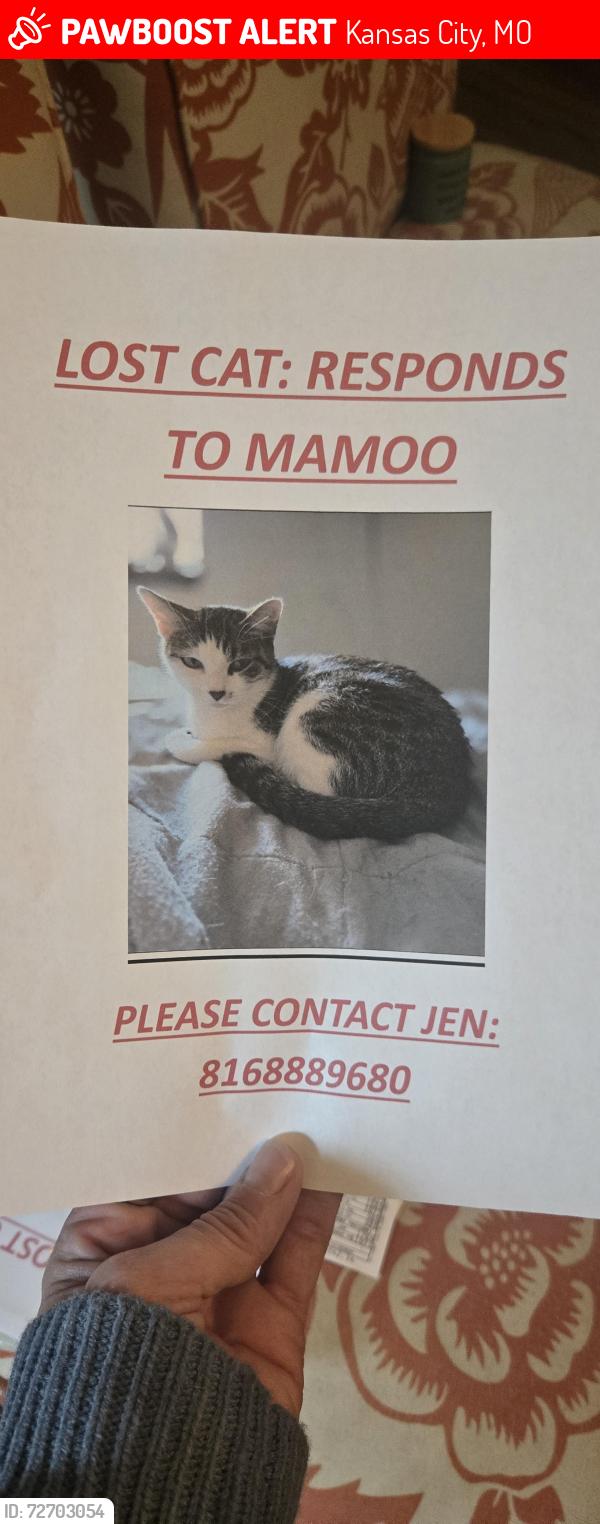 Lost Female Cat last seen 48th terr and wallace, Kansas City, MO 64136