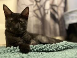 Lost Male Cat last seen Prospect and Washington Street, Brattleboro, VT 05301