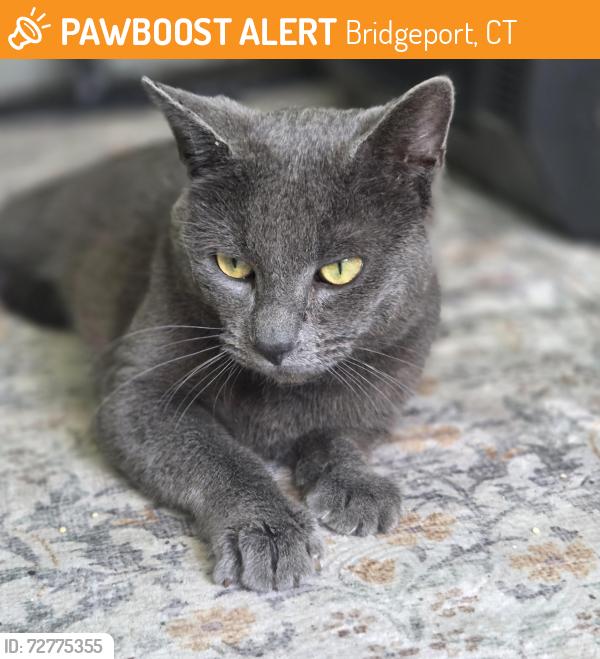 Found/Stray Male Cat last seen Boston ave , Bridgeport, CT 06610