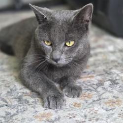 Found/Stray Male Cat last seen Boston ave , Bridgeport, CT 06610