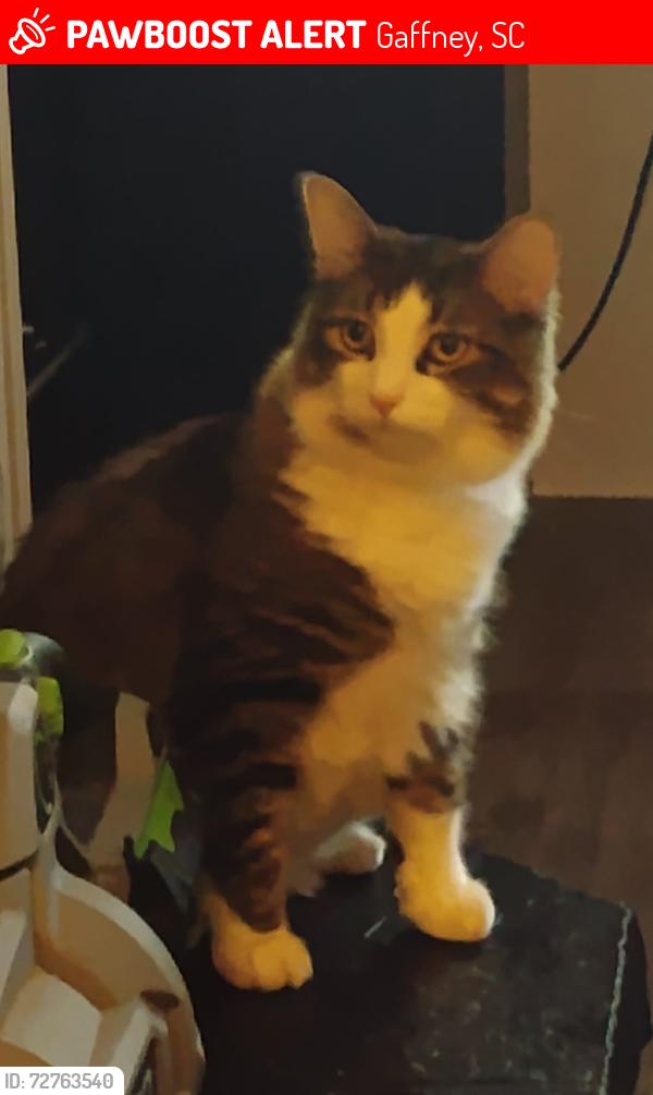 Lost Male Cat last seen Near  Goucher Green Bethel Road , Gaffney, SC 29340