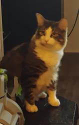 Lost Male Cat last seen Near  Goucher Green Bethel Road , Gaffney, SC 29340