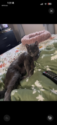 Reunited Female Cat last seen Pittsburgh Ave, Mechanicville, NY 12118