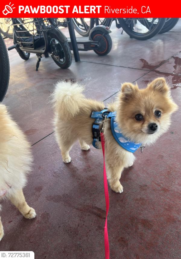 Lost Male Dog last seen McAllister and hilsmont, Riverside, CA 92503
