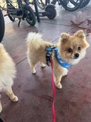 Lost Male Dog last seen McAllister and hilsmont, Riverside, CA 92503