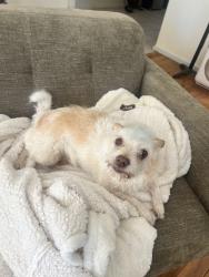 Found/Stray Female Dog last seen Higley and Williamsfield, Gilbert, AZ 85295
