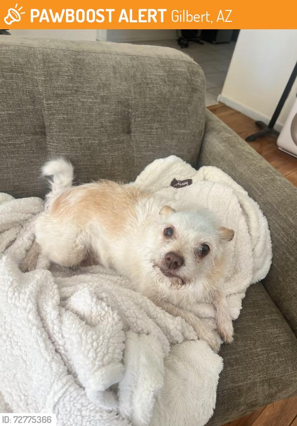 Found/Stray Female Dog last seen Higley and Williamsfield, Gilbert, AZ 85295