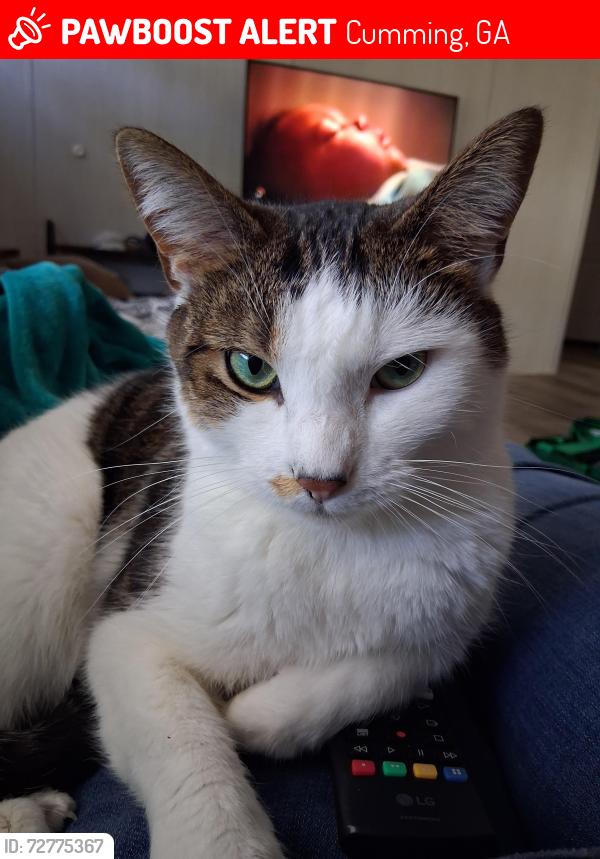 Lost Female Cat last seen Parks Road , Cumming, GA 30041