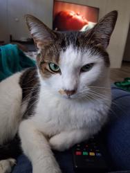 Lost Female Cat last seen Parks Road , Cumming, GA 30041