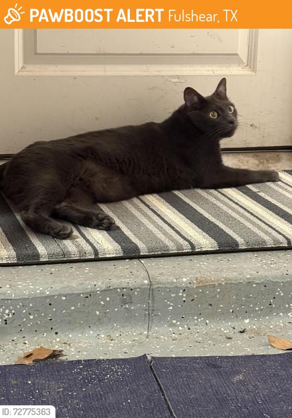 Found/Stray Female Cat last seen Summerview Neighborhood, Fulshear, TX 77441