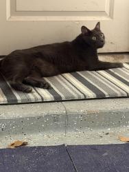 Found/Stray Female Cat last seen Summerview Neighborhood, Fulshear, TX 77441