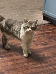 Lost Male Cat last seen kern canyon road, eastwind cir, Bakersfield, CA 93306