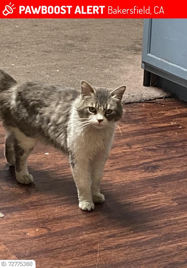 Lost Male Cat last seen kern canyon road, eastwind cir, Bakersfield, CA 93306