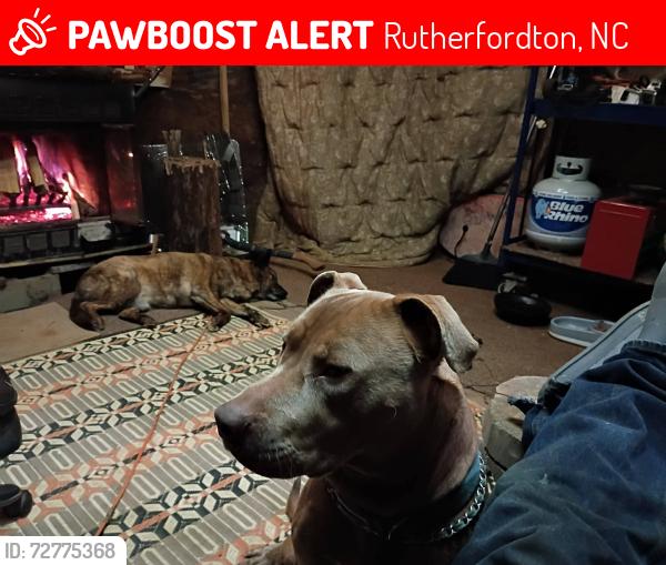Lost Male Dog last seen Rock Springs Baptist Church , Rutherfordton, NC 28139