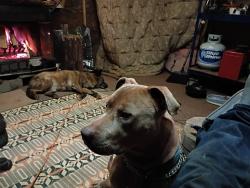 Lost Male Dog last seen Rock Springs Baptist Church , Rutherfordton, NC 28139