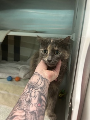 Shelter Stray Female Cat last seen Near Christian, 21223, MD, Baltimore, MD 21230
