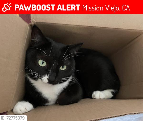 Lost Female Cat last seen Near Jeronimo Near el dorado park, Mission Viejo, CA 92691