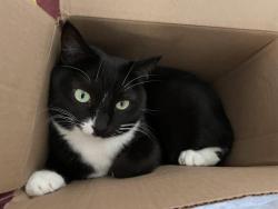 Lost Female Cat last seen Near Jeronimo Near el dorado park, Mission Viejo, CA 92691