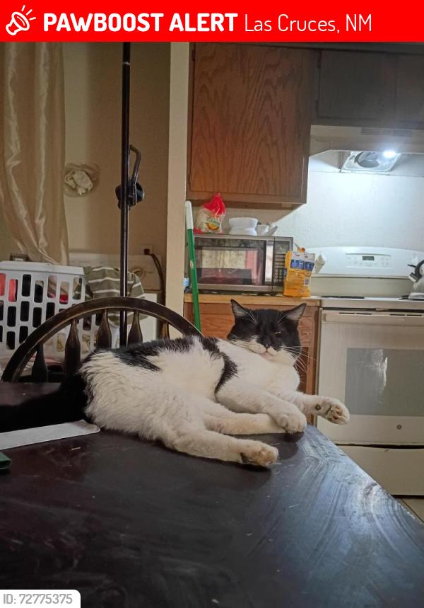 Lost Male Cat last seen Missouri and Echo , Las Cruces, NM 88011