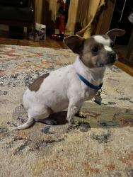Lost Male Dog last seen Tadmore elementary school, Gainesville, GA 30507