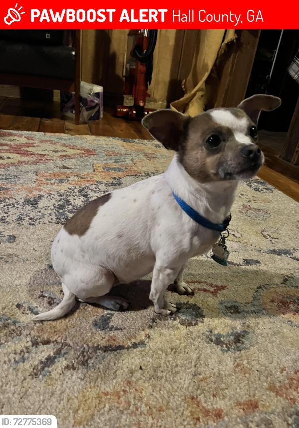 Lost Male Dog last seen Tadmore elementary school, Gainesville, GA 30507