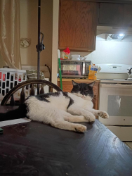 Lost Male Cat last seen Missouri and Echo , Las Cruces, NM 88011