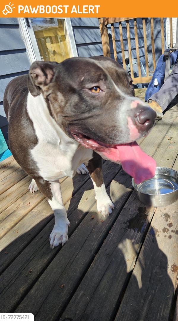 Found/Stray Female Dog last seen Near 4th and Wood, White Bear Lake, MN 55110